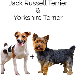 Yorkie Russell Dog